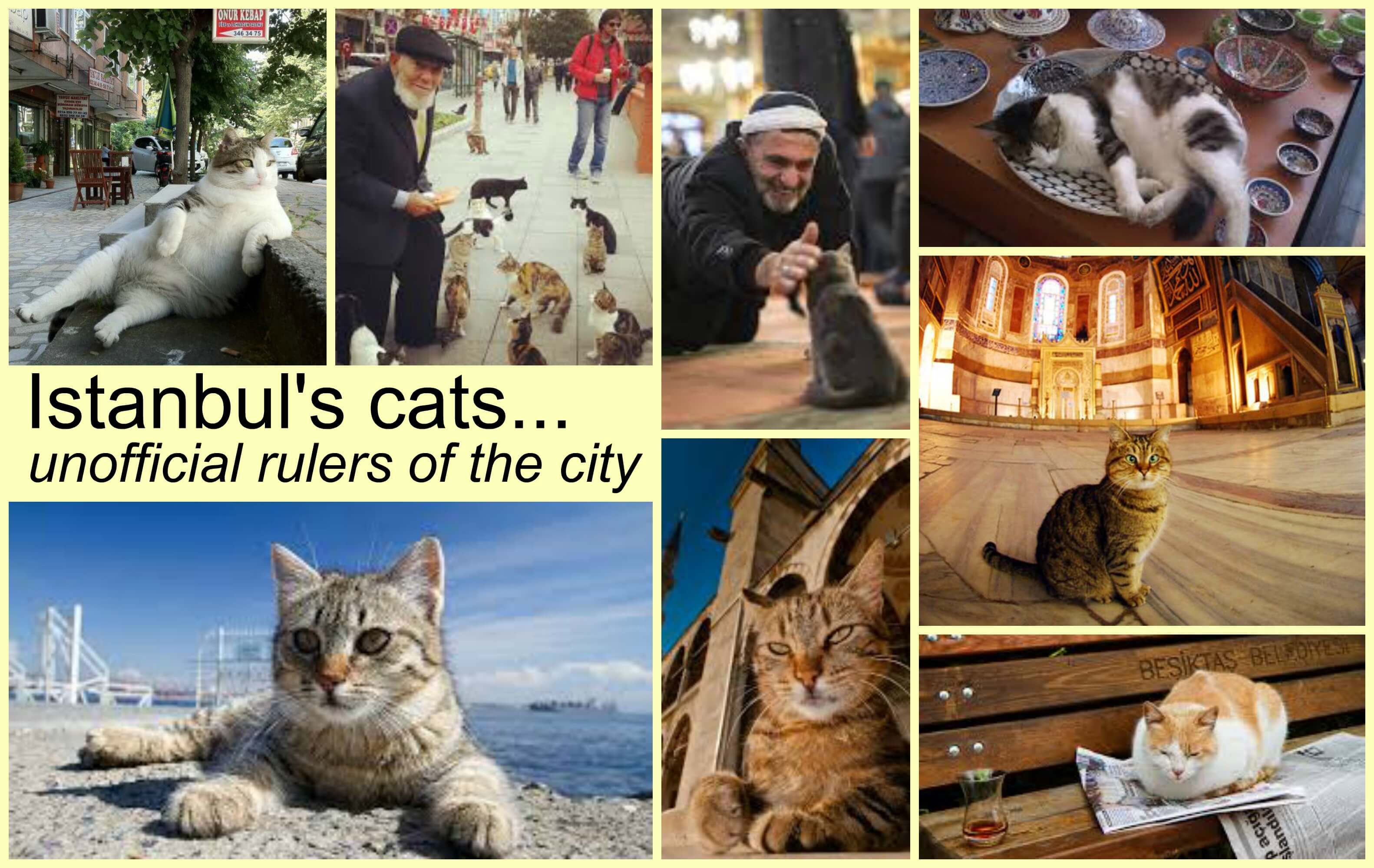 city of cats